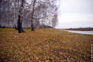 Золотая листва