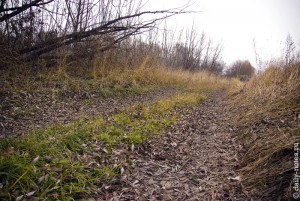 Зелёная трава в ноябре