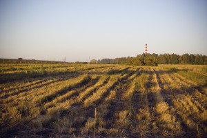 Поля рядом с микрорайоном Родники