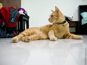 Рыжий кот из My House Restaurant