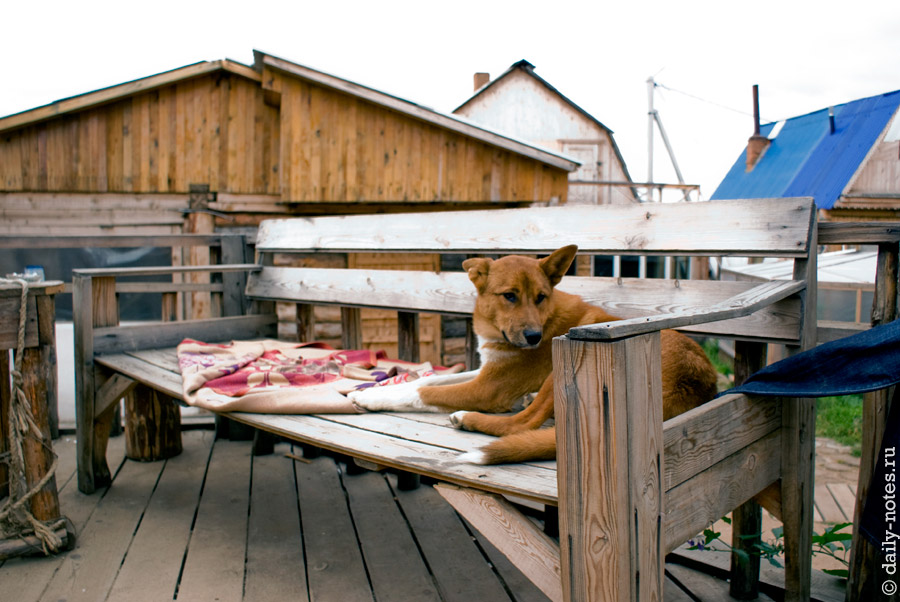 Собака с усадьбы Никиты Бенчарова