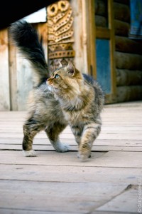 Кошки в усадьбе Никиты Бенчарова