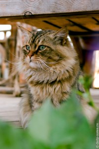 Кошки в усадьбе Никиты Бенчарова
