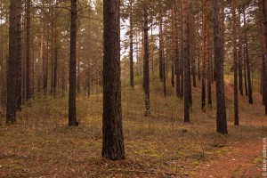 Бутылки от алкоголя встречаются вдоль и поперек