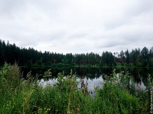 Озеро среди деревьев в Караканском бору