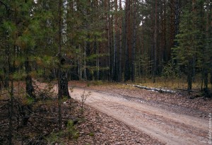 Очередная дорога в лесу