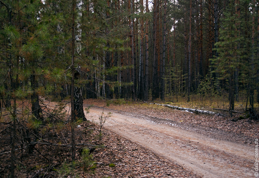 Очередная дорога в лесу