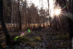 В лесу отлично - снега нет не смотря на конец ноября