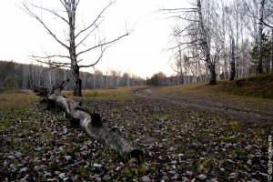 Берез небольшой реки