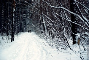 Лыжня в сосновом бору