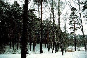 Сосновый бор зимой