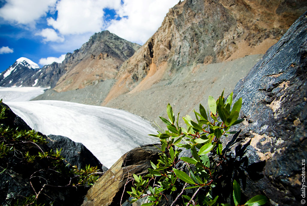 Редкая растительность в горах, ледник Левый Большой Актру