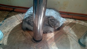 Котик спит