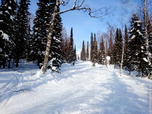 Трассы среди деревьев в Шерегеше