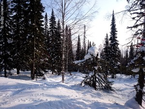 Трассы среди деревьев в Шерегеше