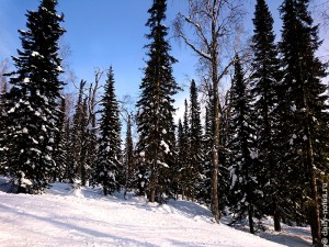 Трассы среди деревьев в Шерегеше