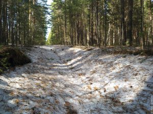 А в лесу уже начинает просыпаться жизнь