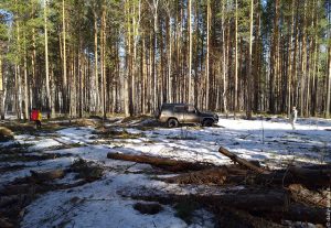 В лесу по прежнему хорошо.