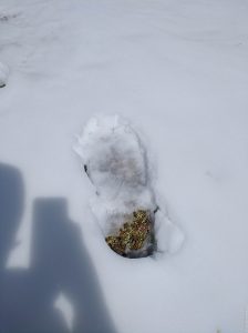 След неизвестного существа...
